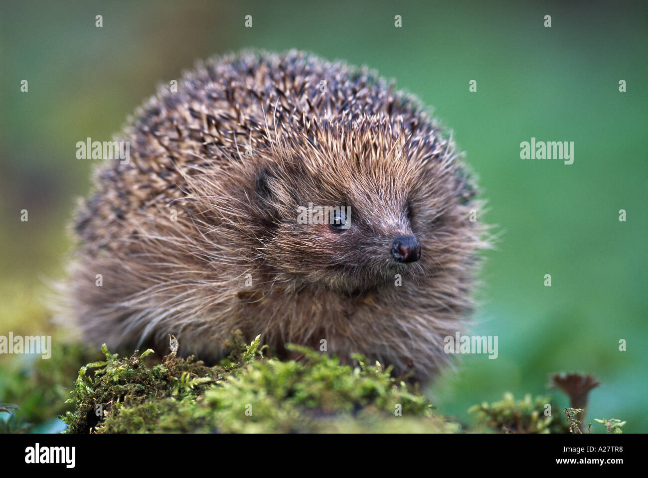 Molla di hedgehog woodland Foto Stock