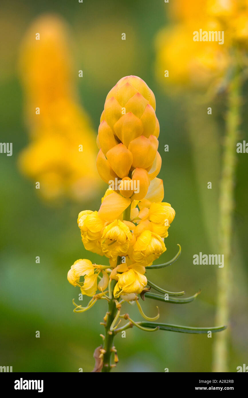 Tropical candelabro senna fiori sull'isola di Maui, Hawaii. Foto Stock