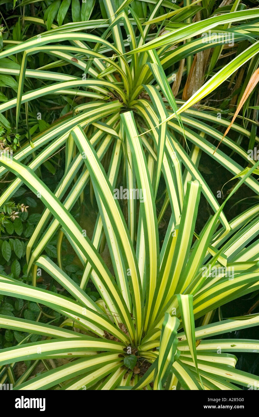 Variegata di pandanus fogliame ornamentale pianta. DSC 7568 Foto Stock