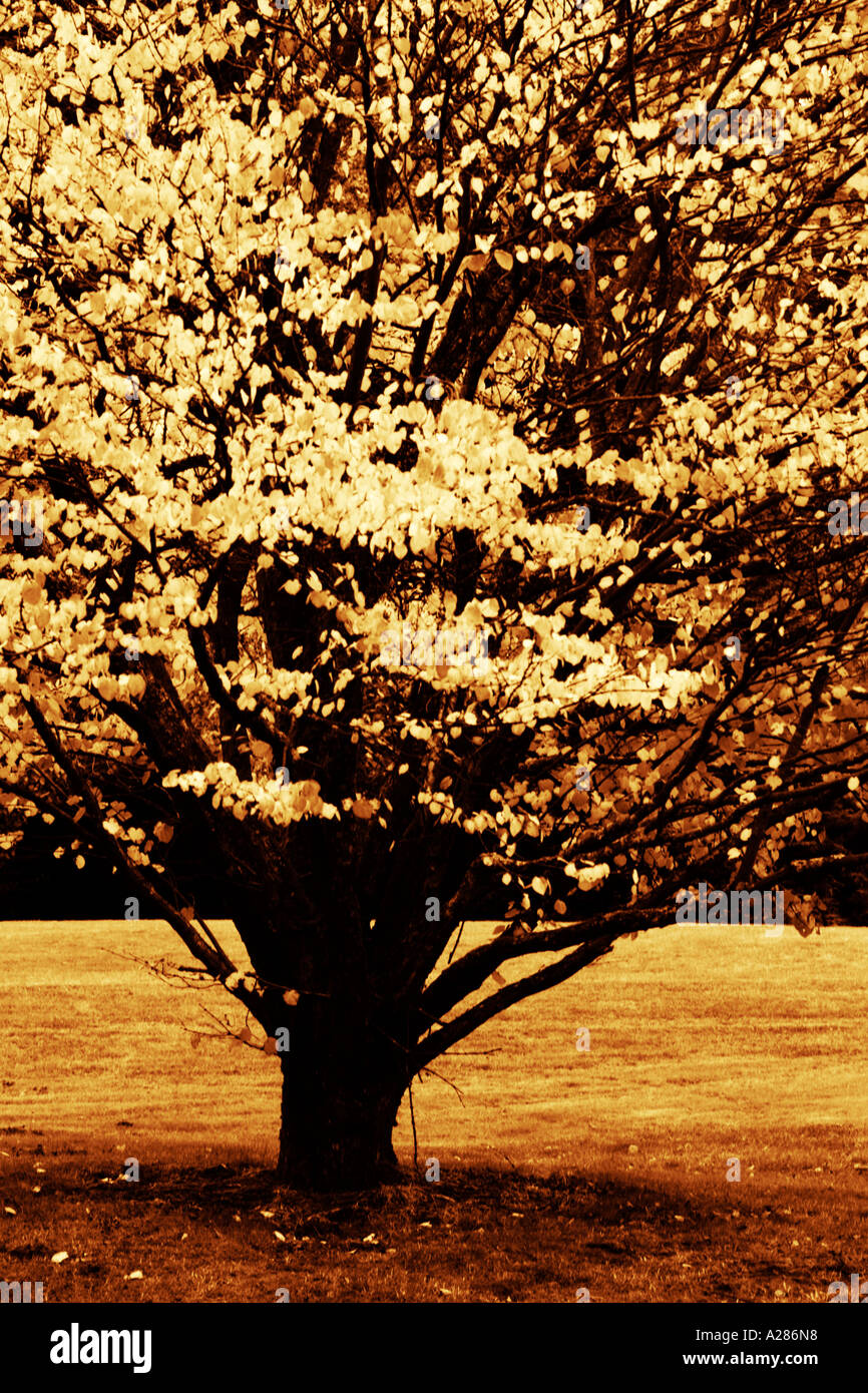 Golden Tree tono bruno Foto Stock