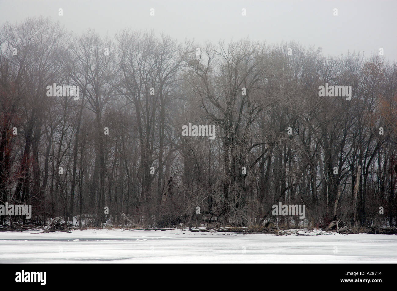 Vista di inverno alberi Foto Stock