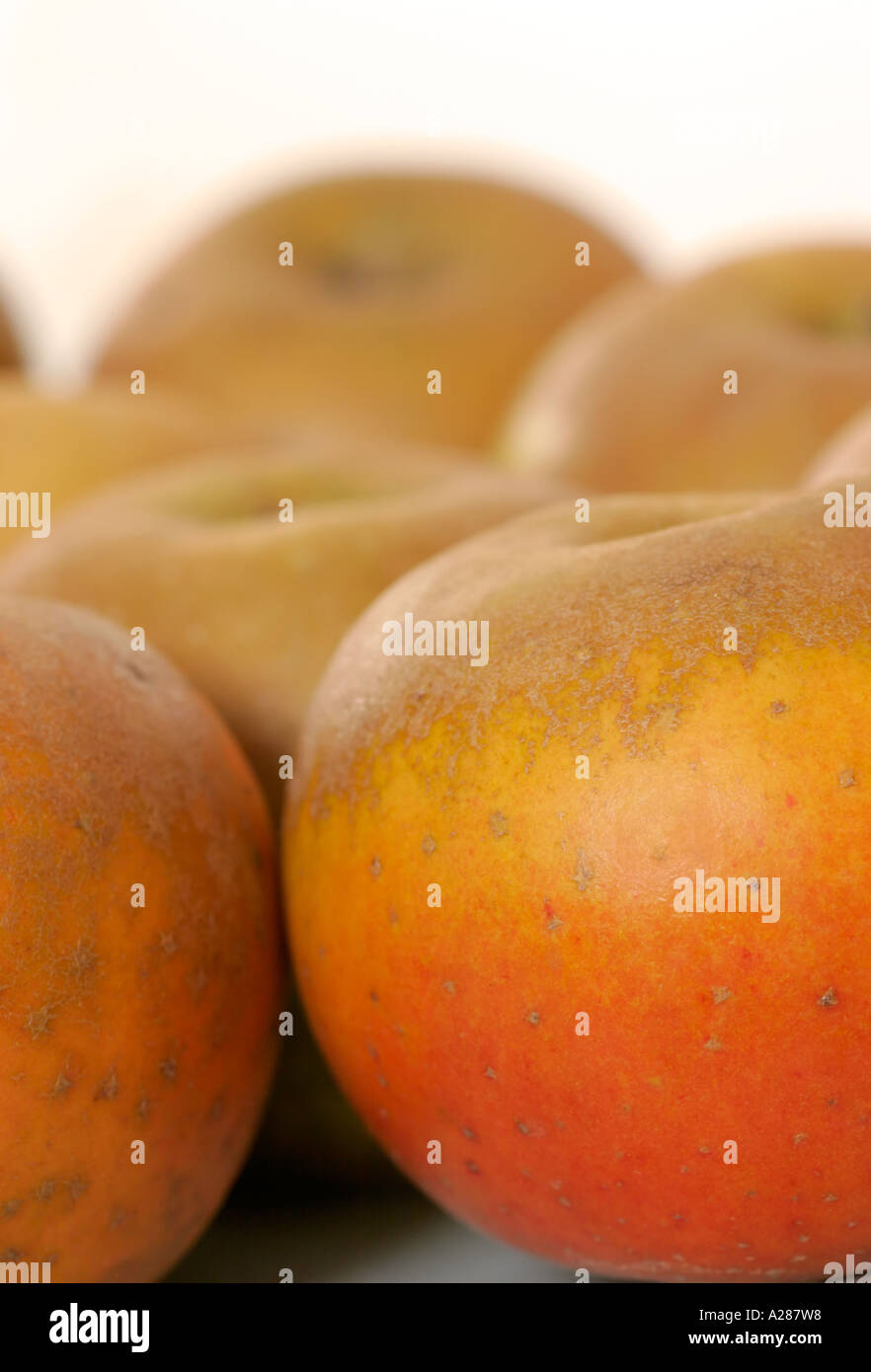 Egremont Russet varietà di Apple Foto Stock