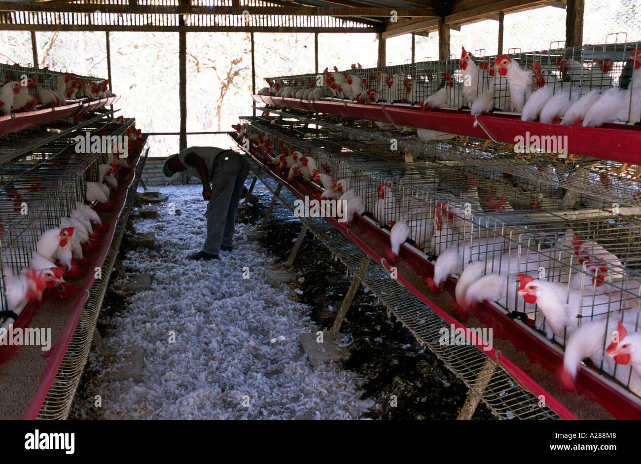 Allevamento di galline in batteria nelle loro gabbie confinati in una  fattoria in Honduras rurale Foto stock - Alamy