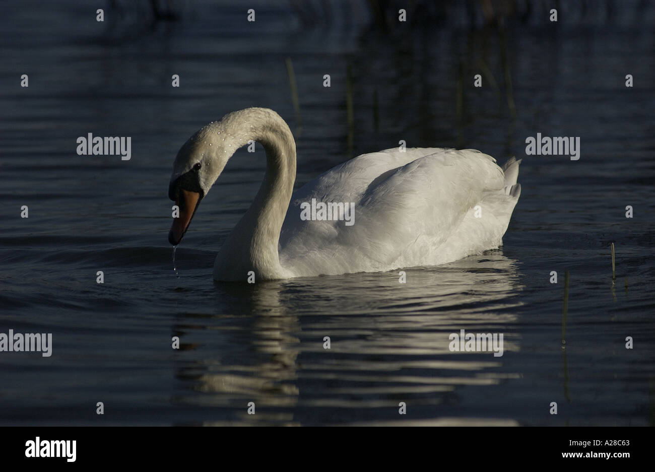 Bella bianca Cigno nel lago a Watermead Country Park, Thurmaston LEICESTERSHIRE, England, Regno Unito Foto Stock