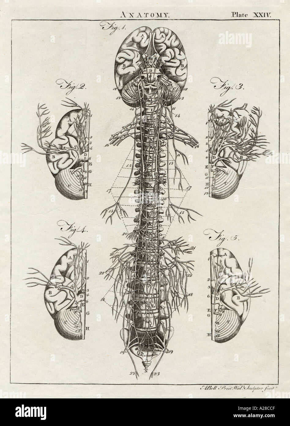 Anatomia cerebrale della colonna vertebrale Foto Stock