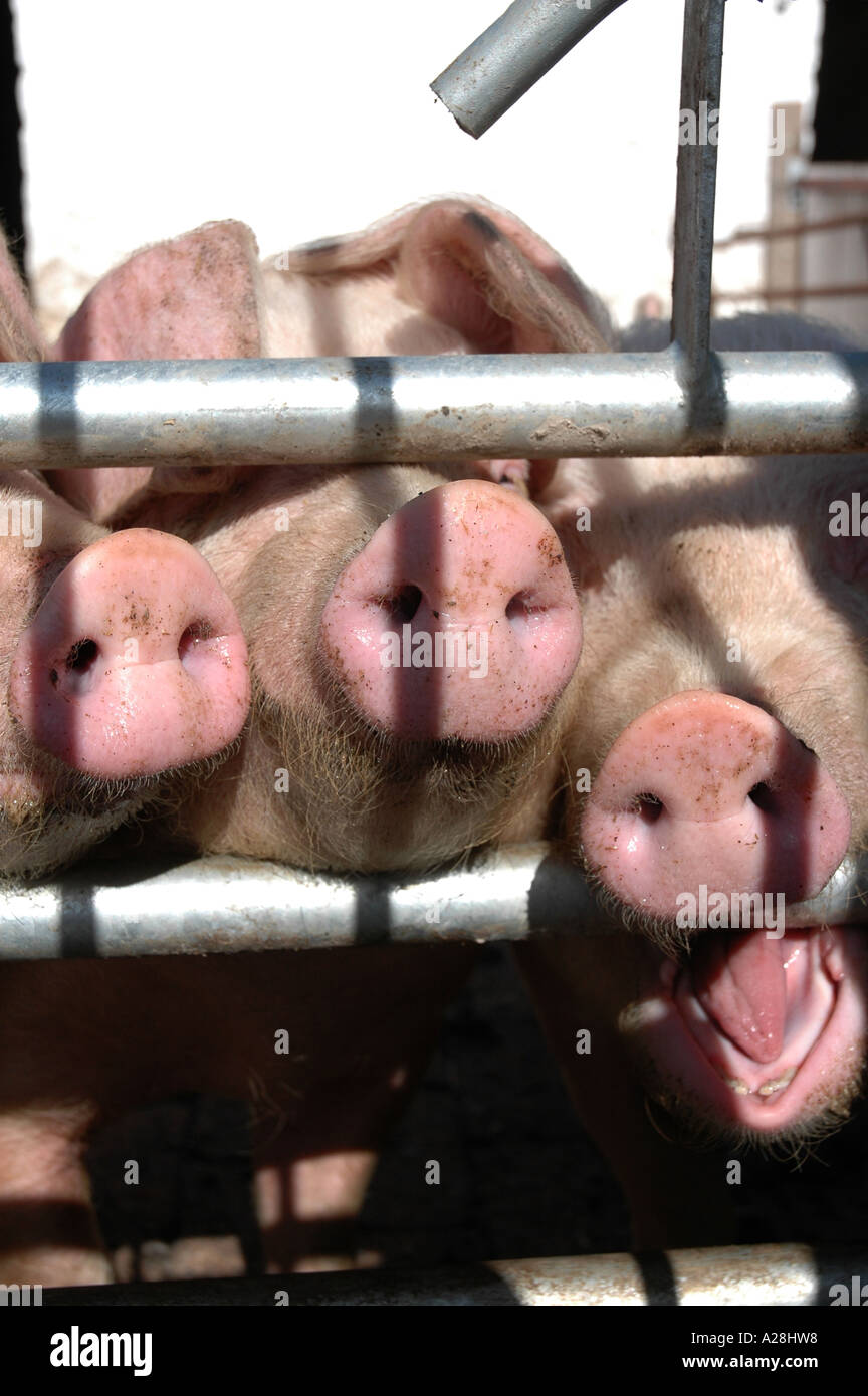 Tre maiali snouts in bar Foto Stock
