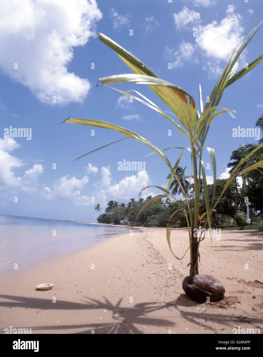 La noce di cocco germinando sulla spiaggia tropicale, Pangaimotu Island, Tongatapu, Regno di Tonga Foto Stock