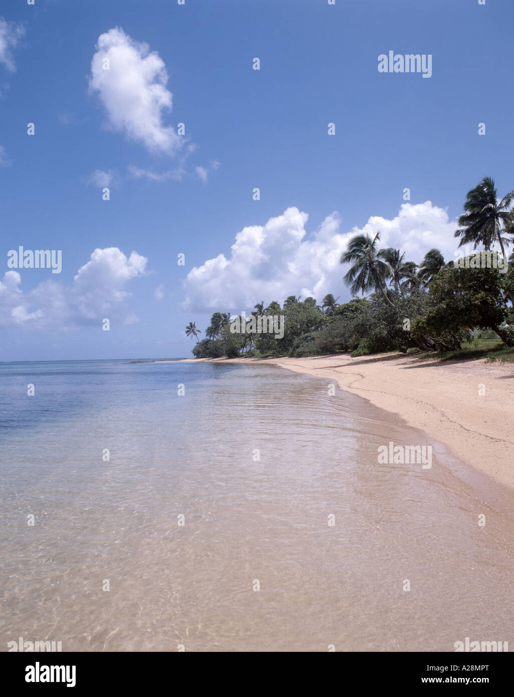 Tropical Beach, Pangaimotu Island, Tongatapu, Regno di Tonga Foto Stock