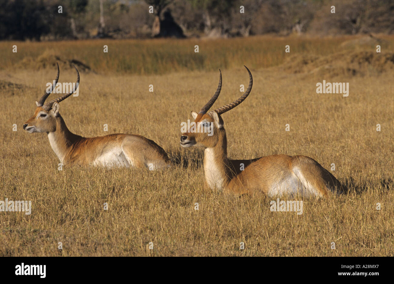 Lechwe, Red Lechwe, o Southern Lechwe (Kobus leche Foto Stock