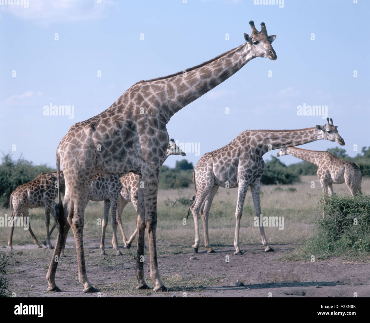 Le giraffe nel bush, Chobe National Park - Chobe, Repubblica del Botswana Foto Stock
