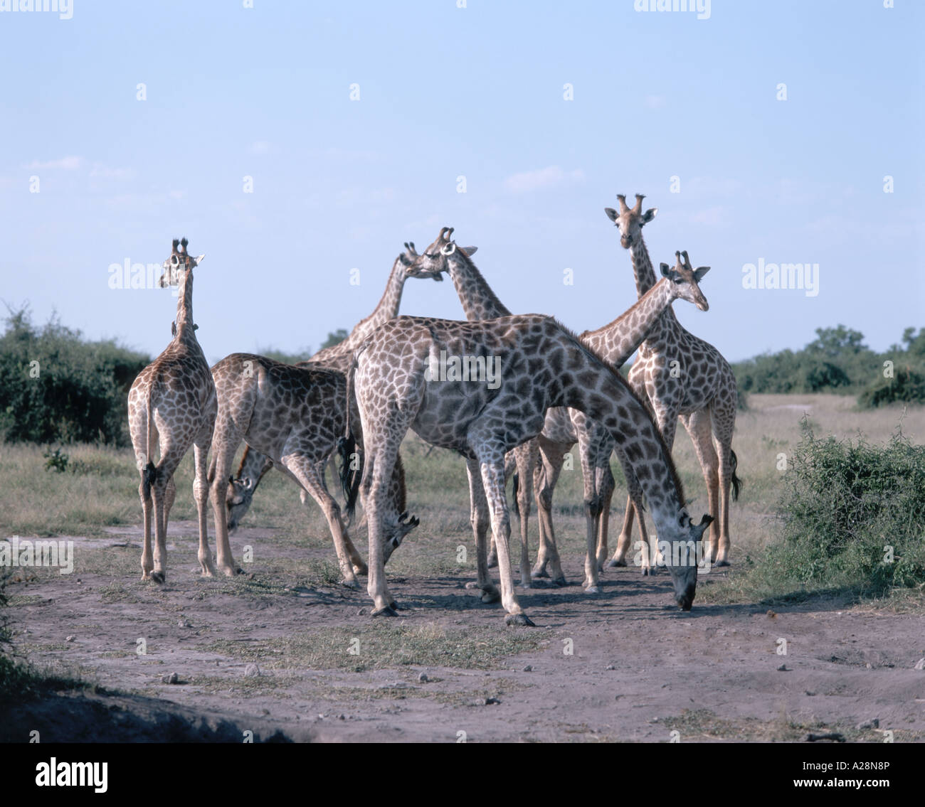 Le giraffe nel bush, Chobe National Park - Chobe, Repubblica del Botswana Foto Stock