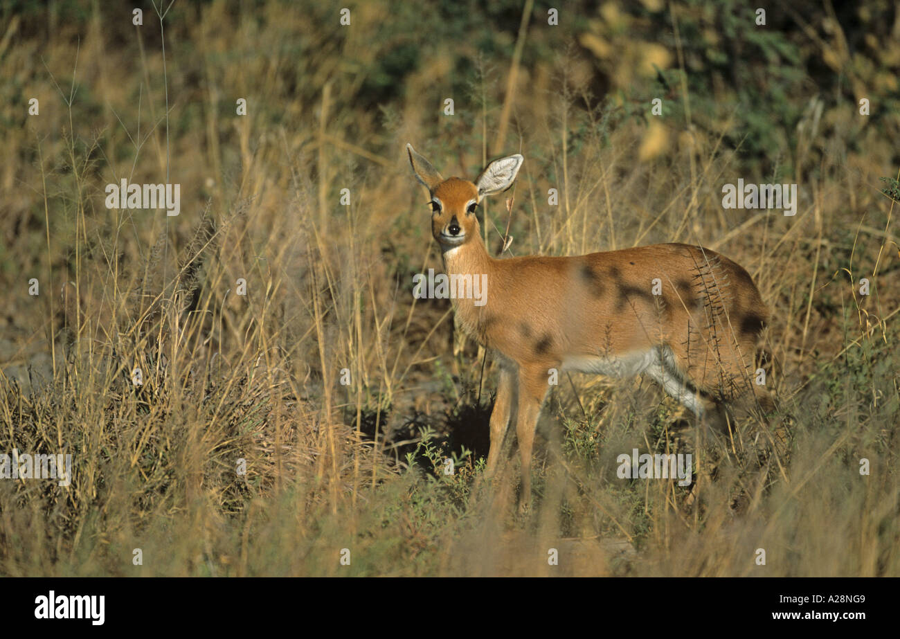 Steenbok Raphicerus campestris Foto Stock