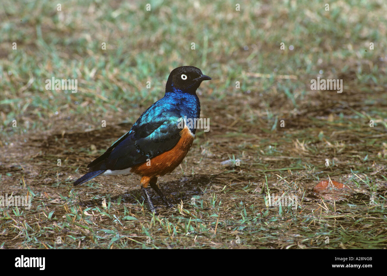 Superba Starling Spreo superbus Foto Stock