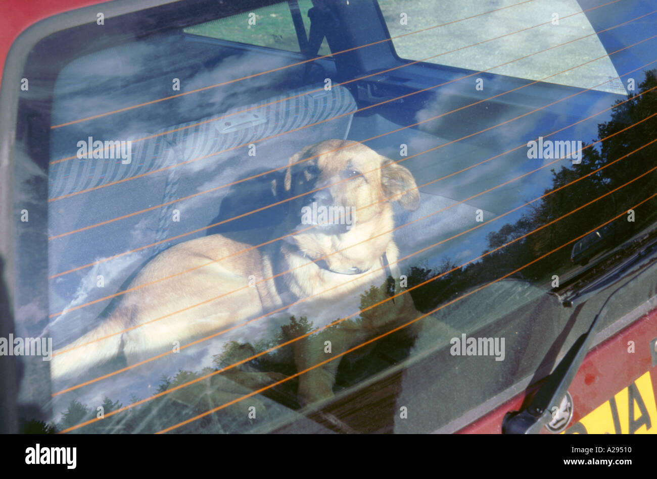 Cane lasciato in auto a caldo Foto Stock