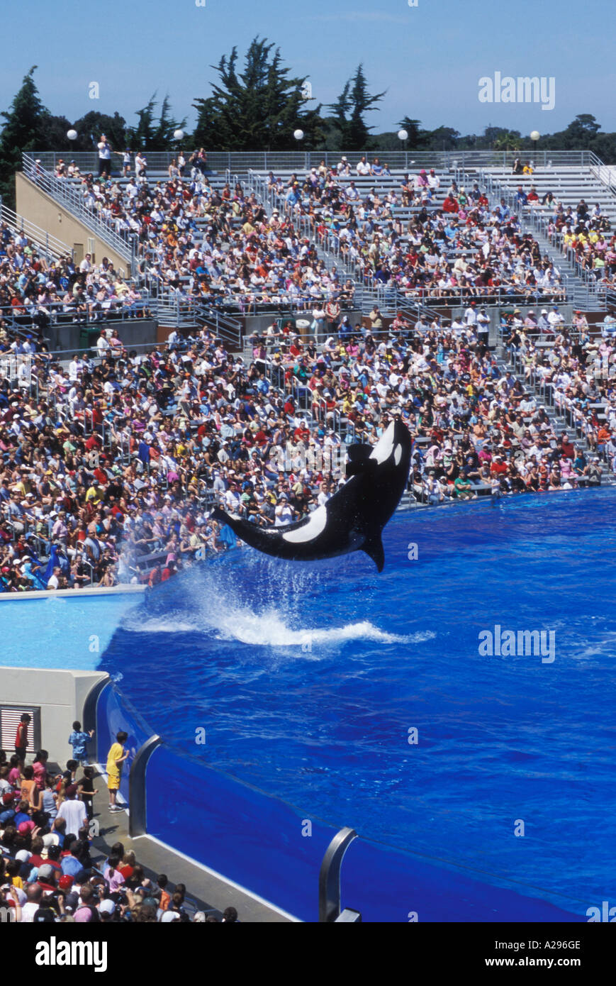 Le orche assassine Shamu al Sea World di San Diego in California, Stati Uniti d'America Foto Stock