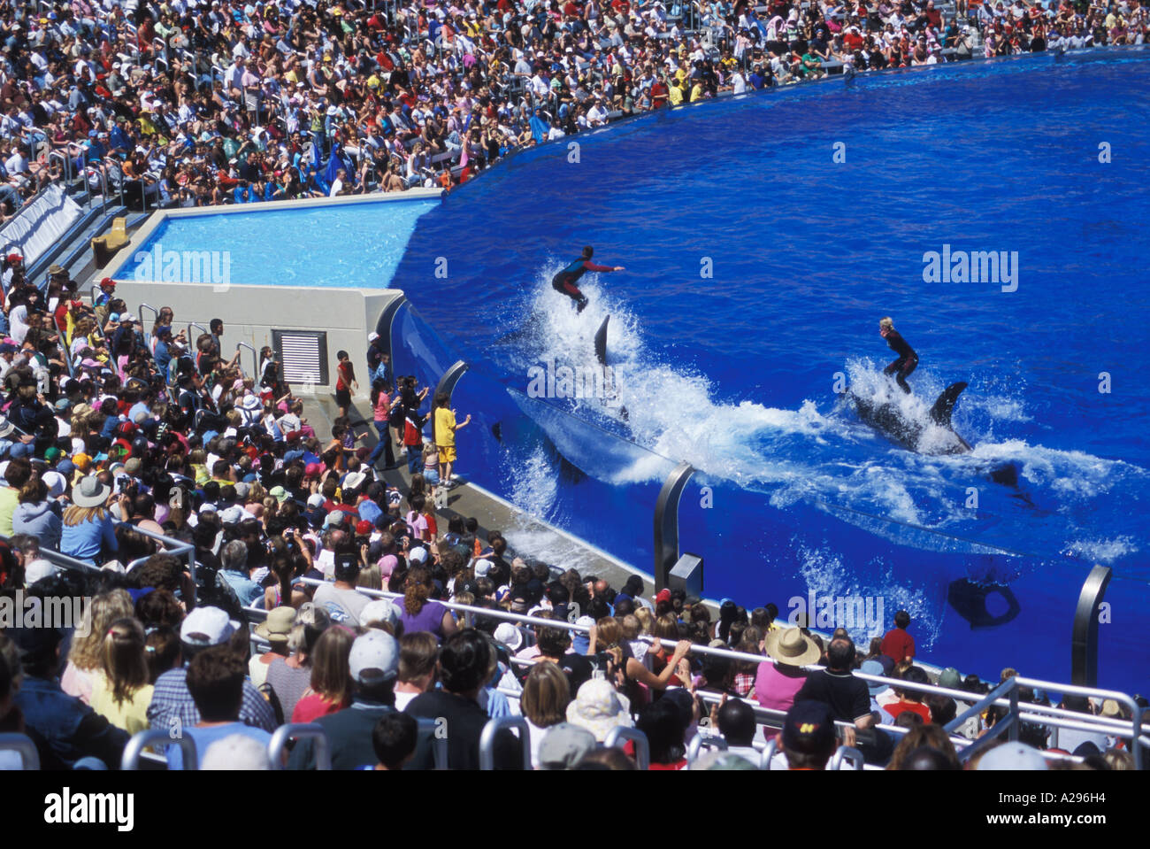 Le orche assassine Shamu al Sea World di San Diego in California, Stati Uniti d'America Foto Stock