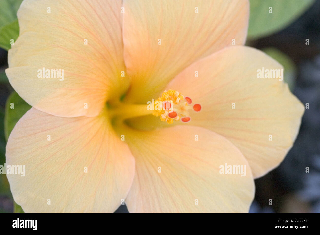 Morbidi toni albicocca di fiori di ibisco Foto Stock