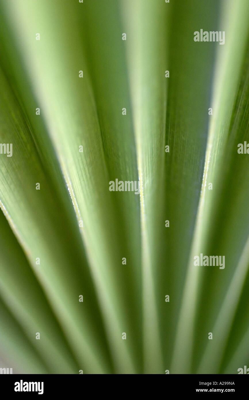 Verde contemporanea. Vista astratta di linee su una foglia di palma Foto Stock