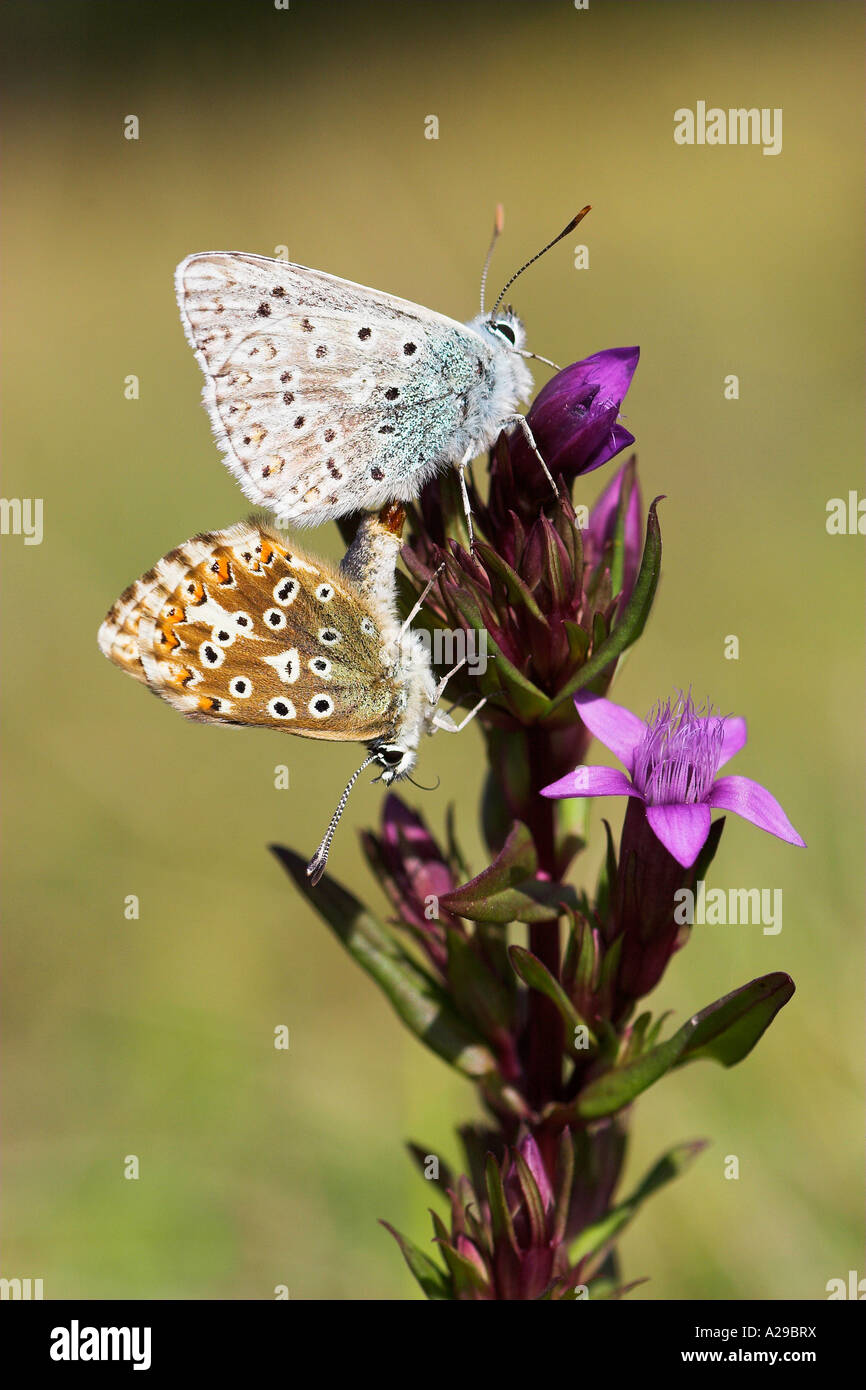 Chalkhill Blues il Chiltern Genziana Foto Stock