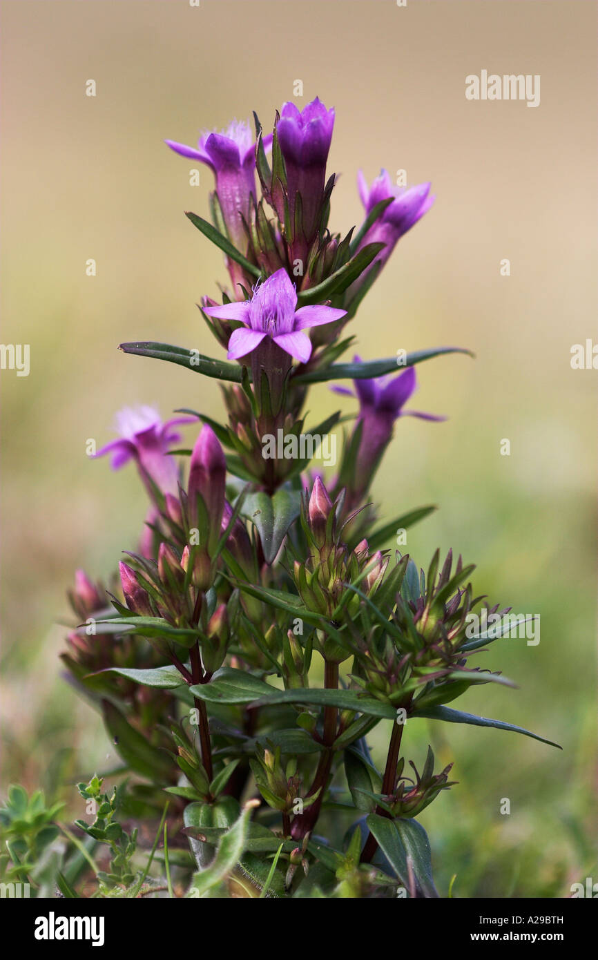 Chiltern Genziana Foto Stock