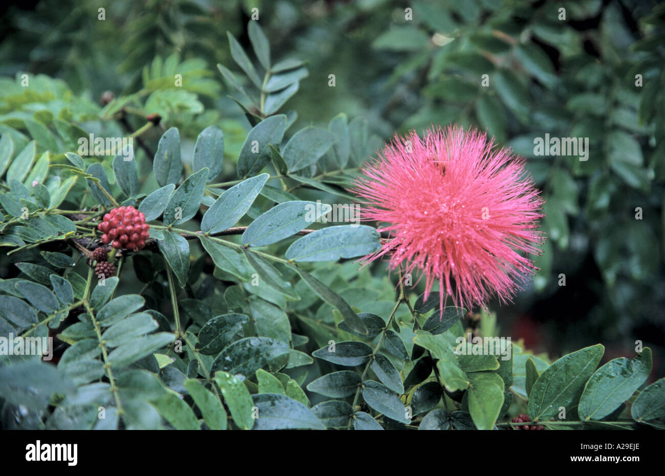 Close-up di Calliandra haematocephala in Puerto de la Cruz Giardino Botanico Tenerife Canarie Spagna Foto Stock