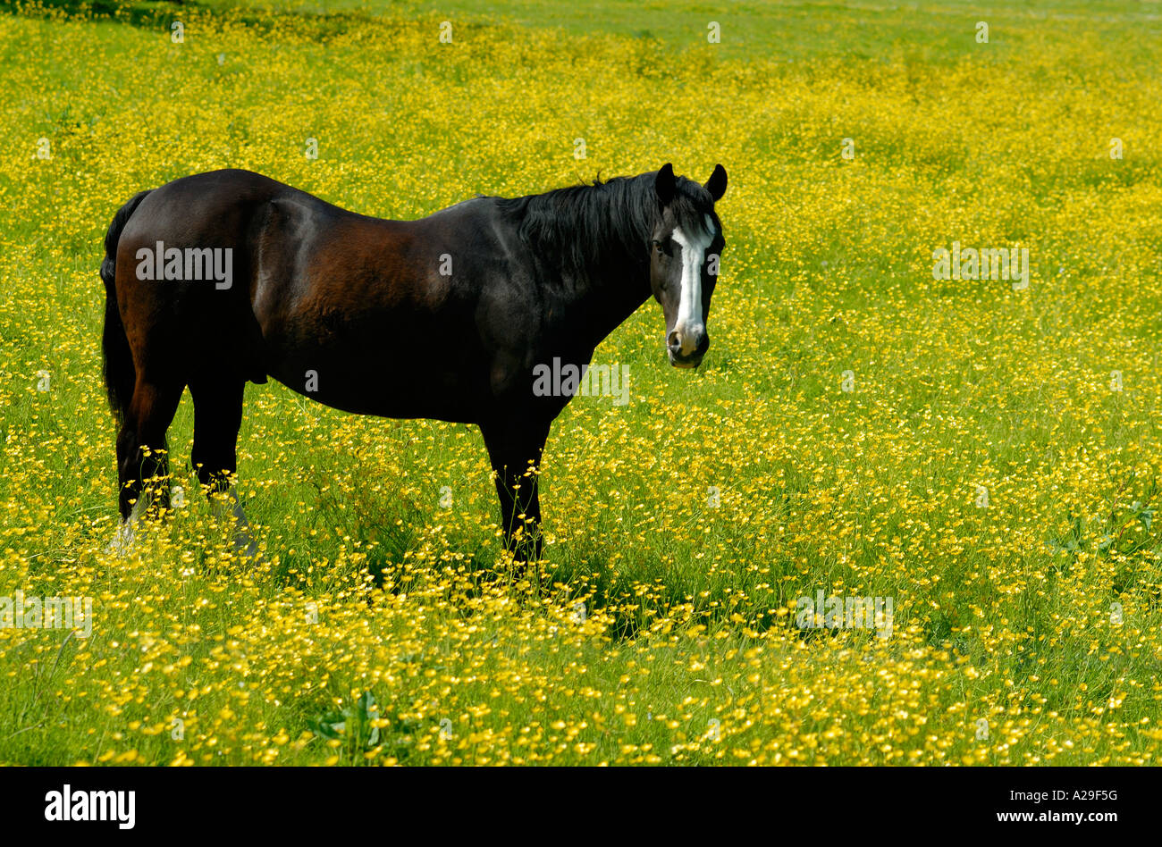 Un nero scuro marrone castagna cavallo con un volto bianco in piedi nel campo di molti giallo renoncules Foto Stock