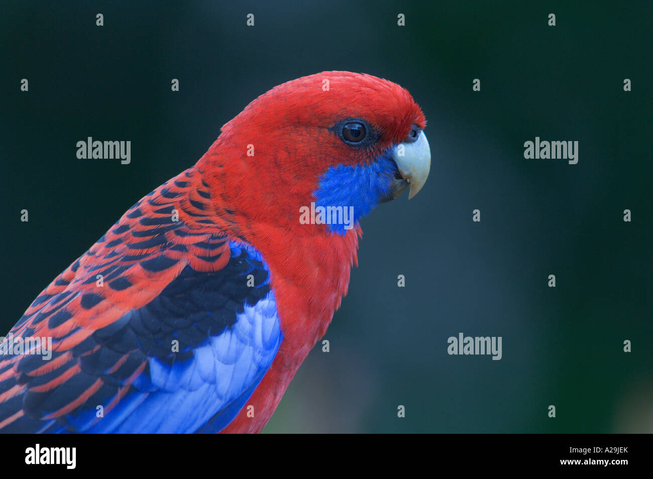 Crimson Rosella Platycercus elegans ritratto di testa Foto Stock