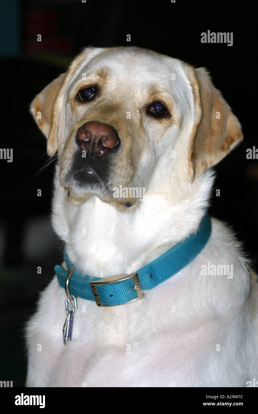 Giallo Labrador Retriever Foto Stock