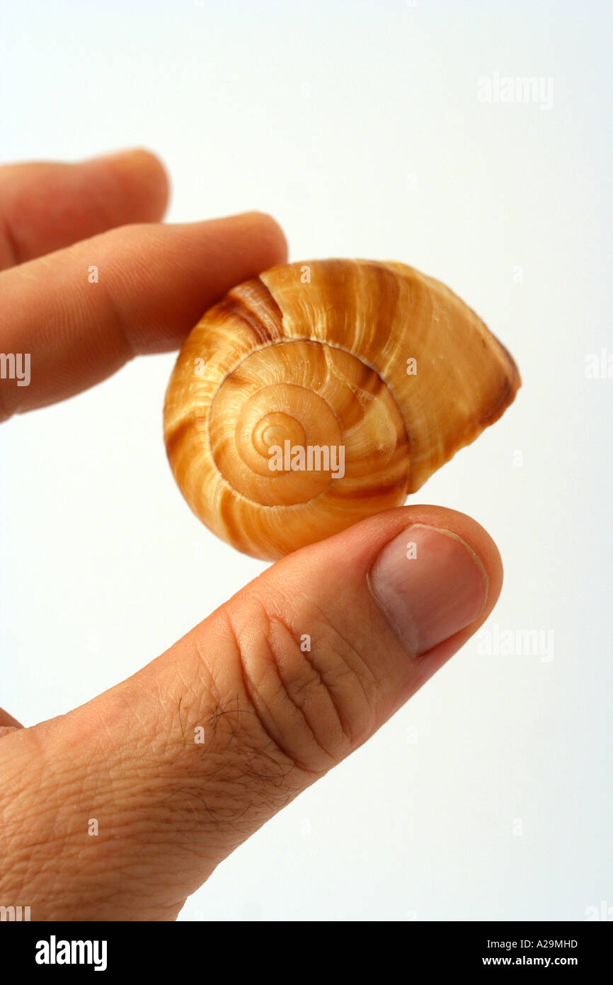 Lumaca Foto Stock