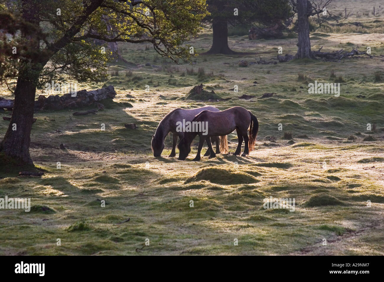Cavallo o Highland Garron, garran, collina scozzese pony. Caccia ai cervi pony, pascolare nel campo su terreni agricoli Mar Lodge Estate, Aberdeenshire, Regno Unito Foto Stock