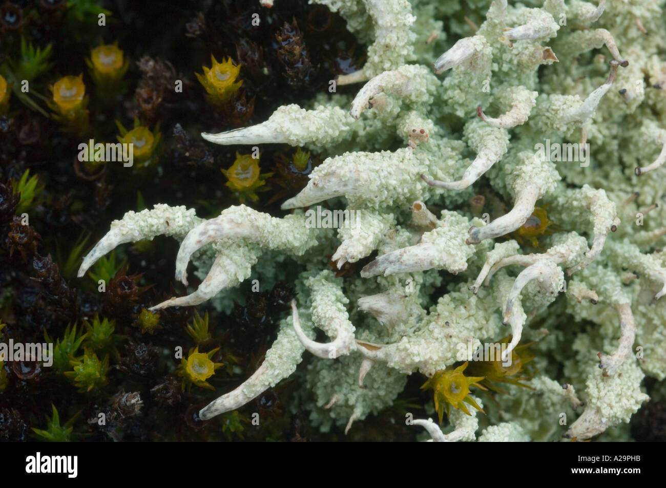 Il LICHEN, (Cladonia bellidiflora) Lichene pungenti, Cumberland Bay, Isola Georgia del Sud Foto Stock
