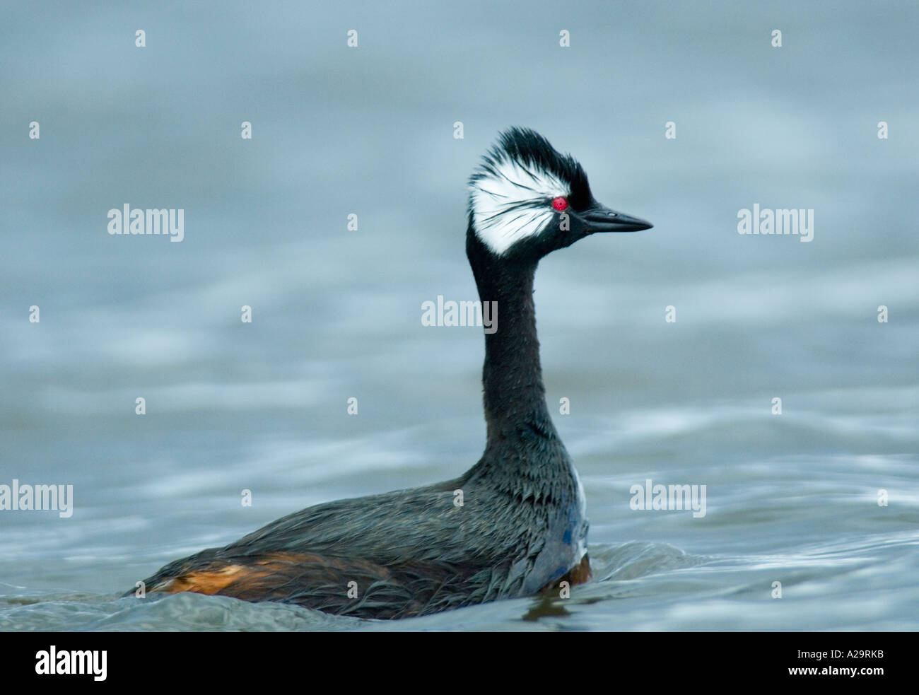 Bianco-TUFTED GREBE (Podiceps rolland) ISOLE FALKLAND Foto Stock