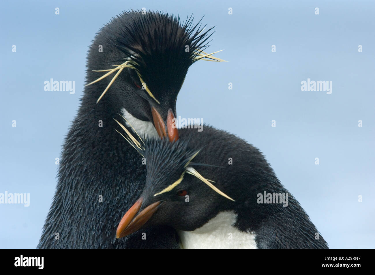 Pinguino SALTAROCCIA (Eudyptes chrysocome) Nuzzling coppia, ISOLE FALKLAND Foto Stock
