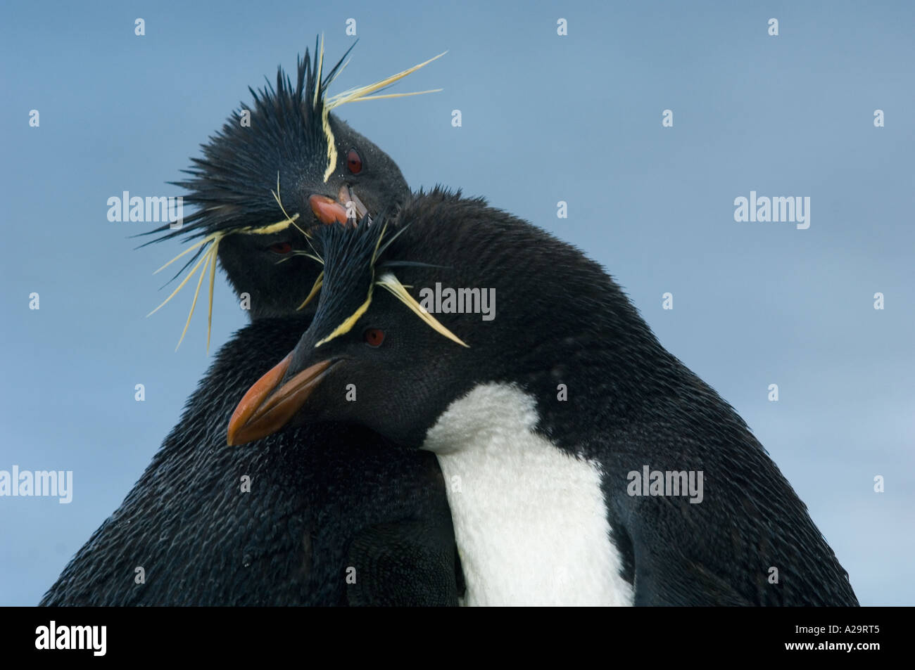 Pinguino saltaroccia (Eudyptes chrysocome) coppia di corteggiamento, Isole Falkland Foto Stock