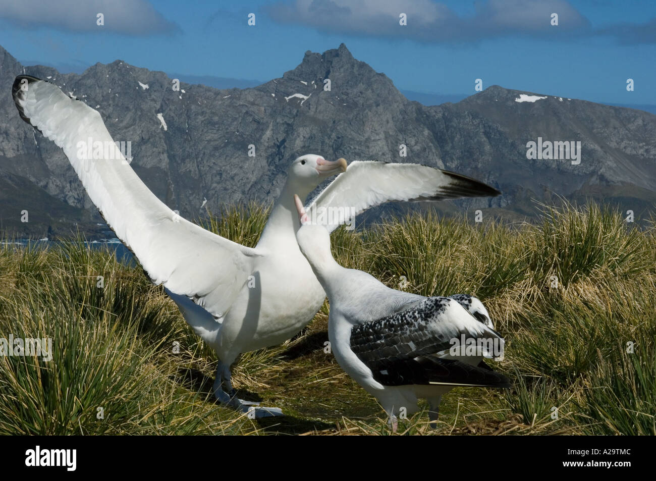 Albatro errante visualizzazione (Diomedea exulans) Bird Island, Georgia del Sud Foto Stock
