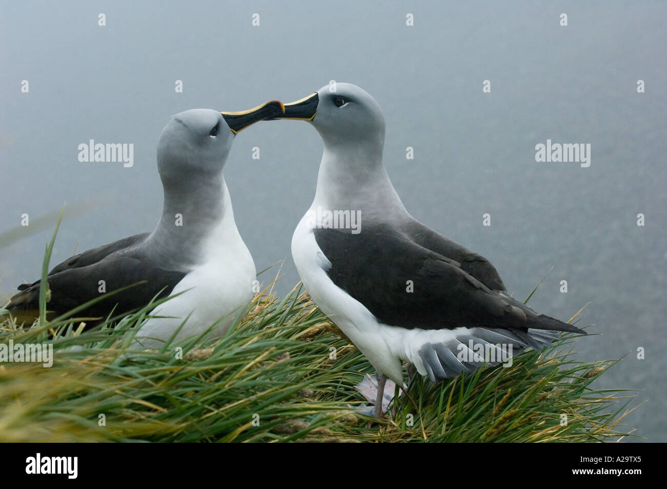 Testa Grigia Albatross (Diomedea chrysostoma) Coppia di corteggiamento Bird Island Isola Georgia del Sud Scotia Sea Foto Stock