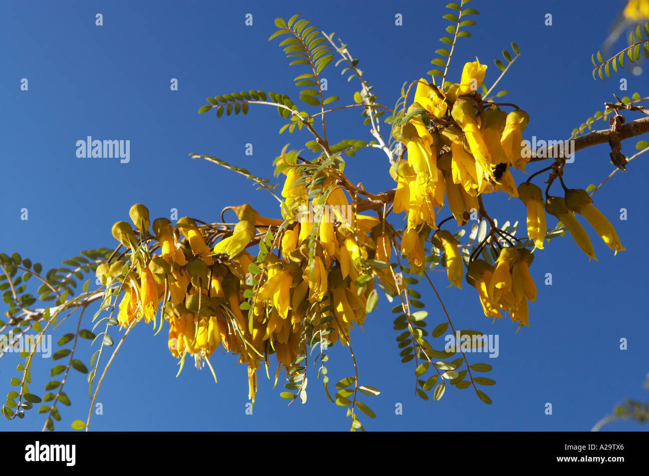 Fiori Kowhai Sophora sp Nuova Zelanda Native Foto Stock