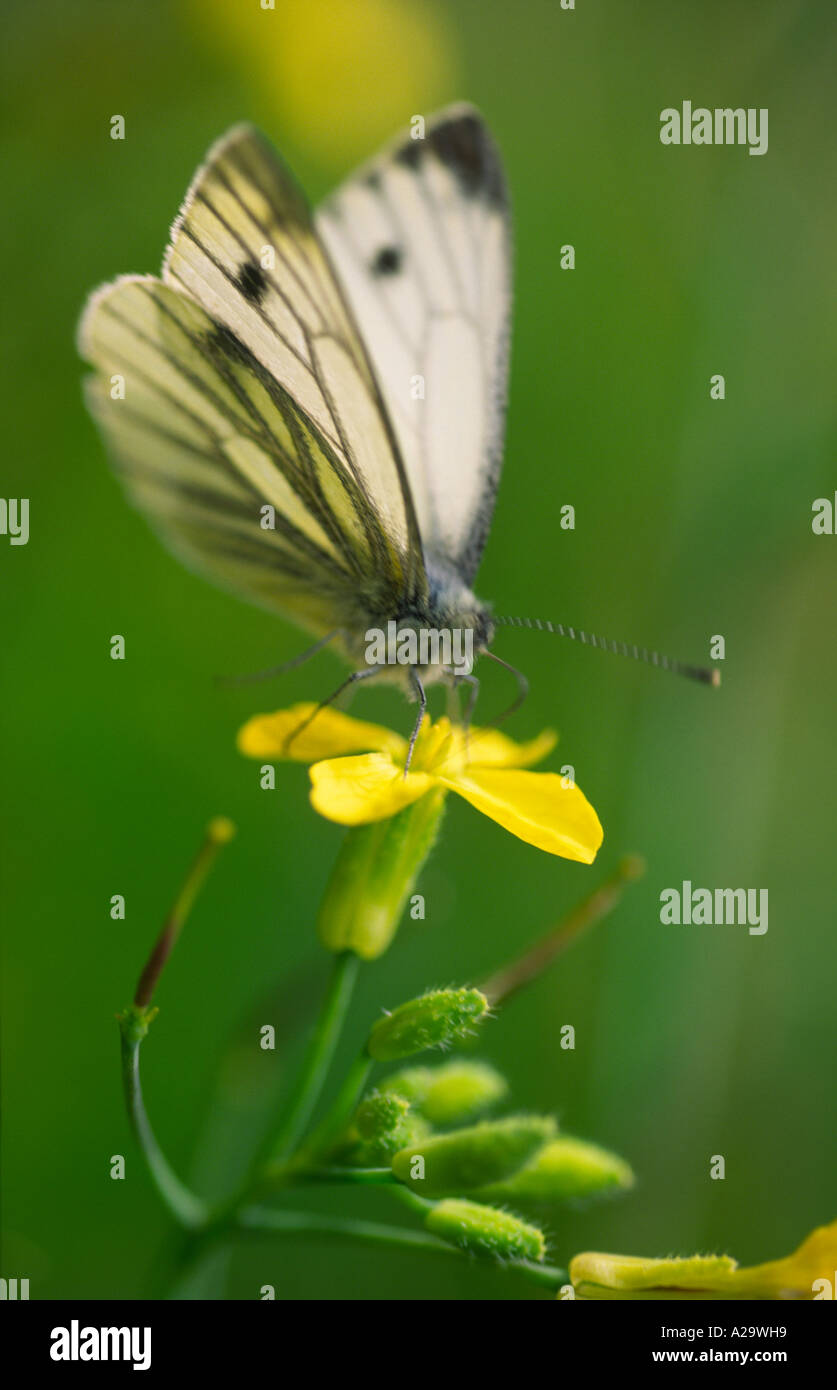 Verde-bianco venato, Artogeia napi, butterfly Foto Stock