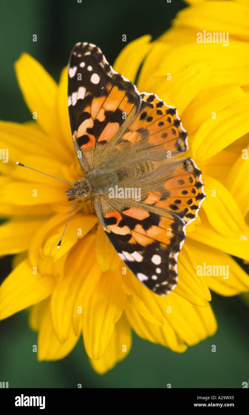 Dipinto di lady butterfly Foto Stock
