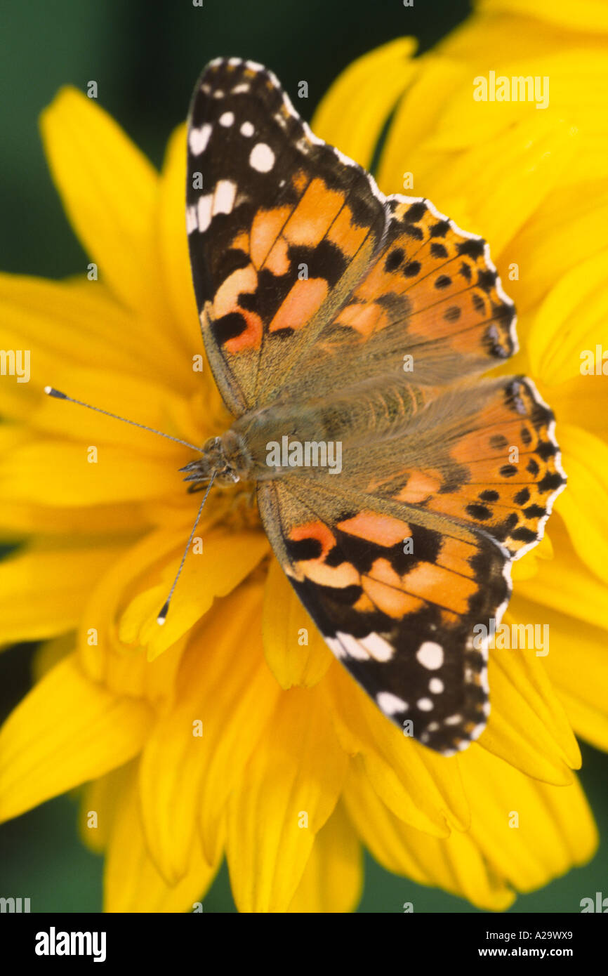 Dipinto di lady butterfly Foto Stock