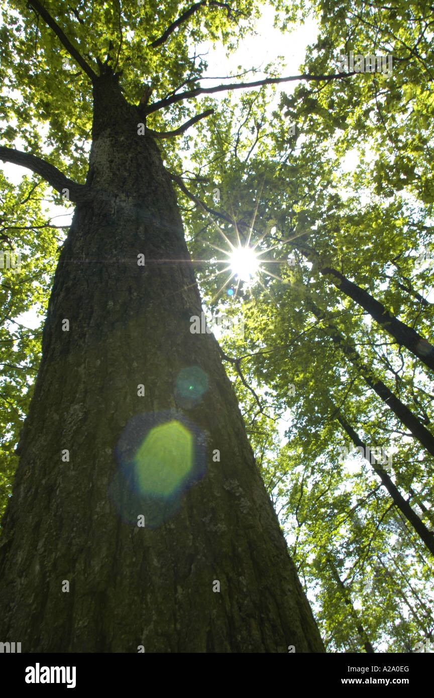 Tree impressioni, Misto bosco di querce Foto Stock