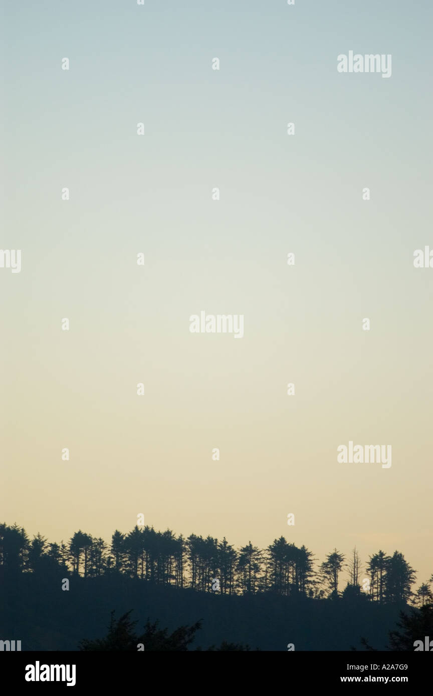 Alberi che fiancheggiano l'orizzonte al tramonto sopra la costa del Pacifico in Newport, Oregon. Foto Stock