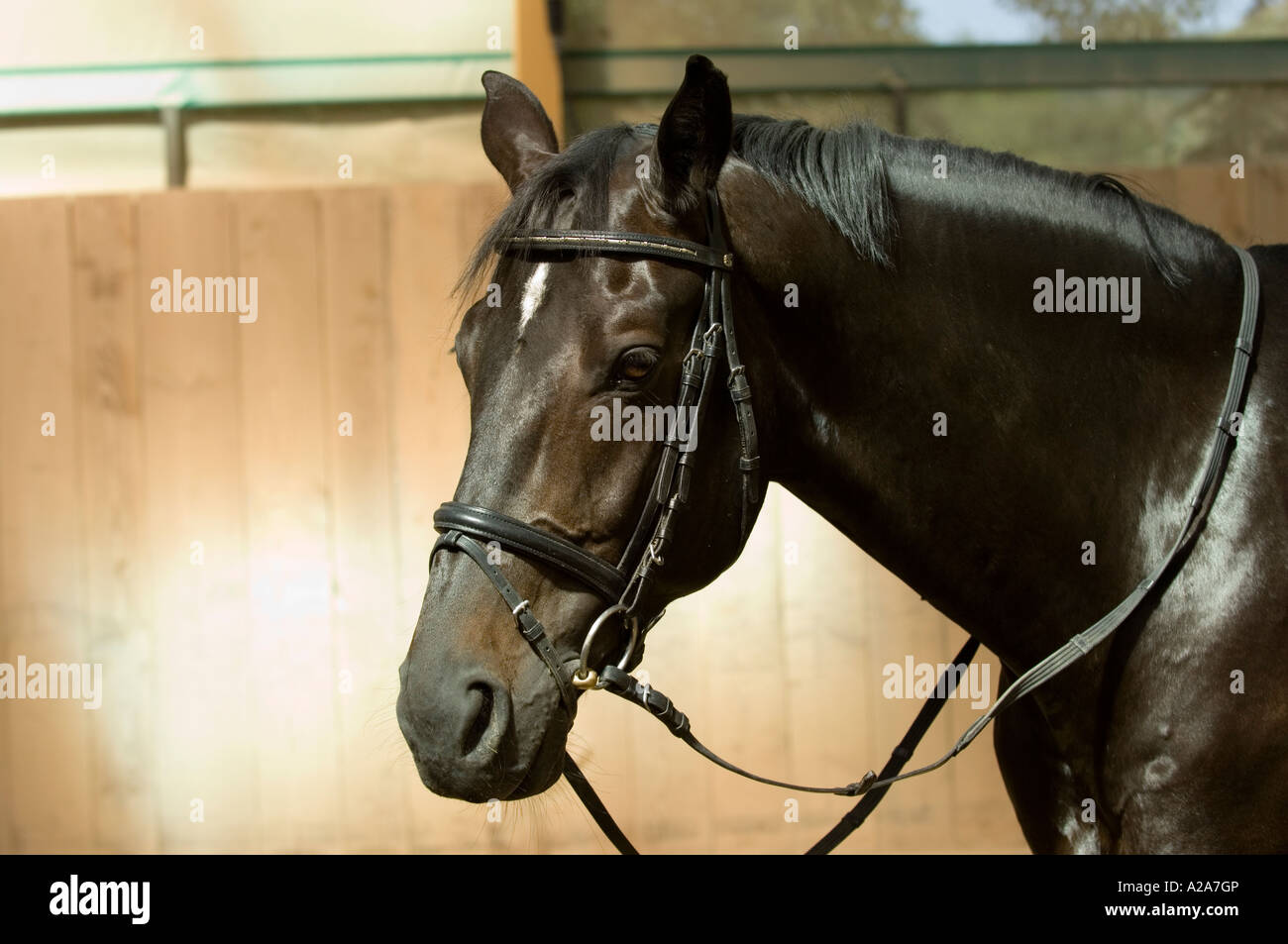 Marrone a cavallo in una sala di equitazione Foto Stock