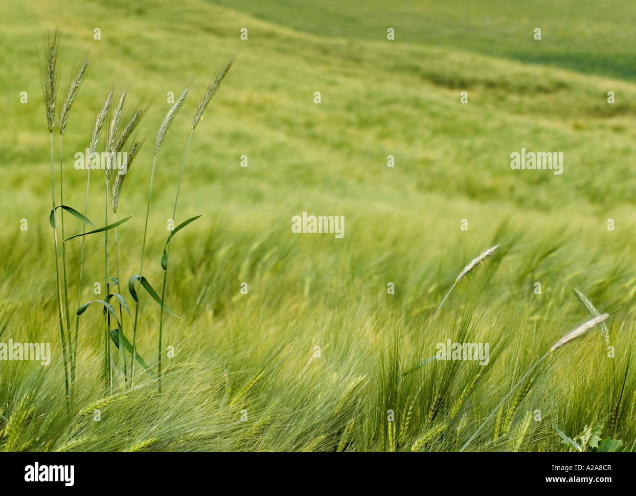 Campo di grano, prateria verde nella contea di Tolna Ungheria Foto Stock