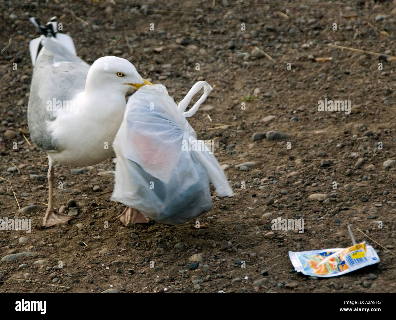 Seagull di prelevare il sacchetto in plastica Foto Stock