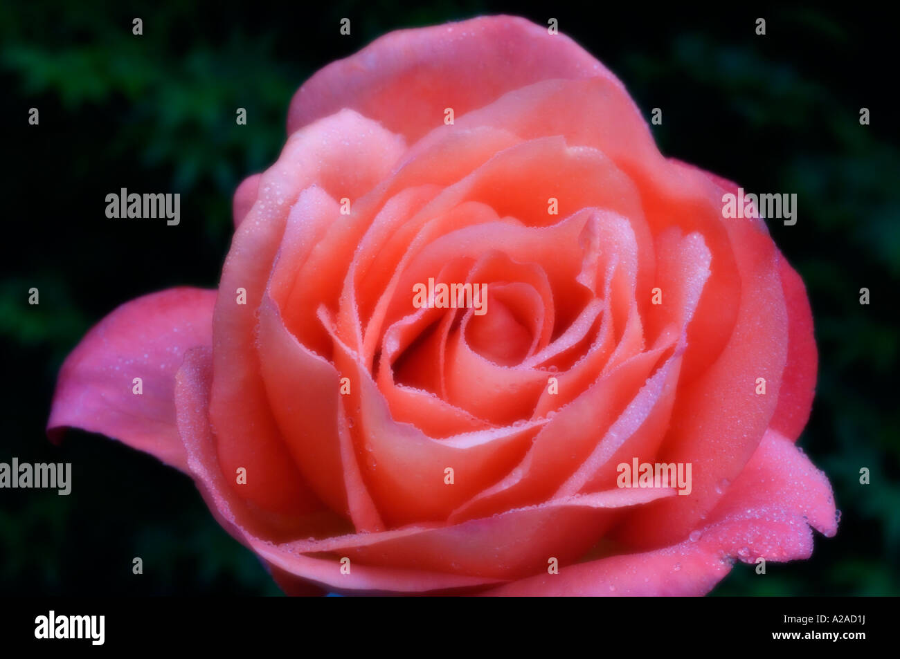 Rose bloom 'Voodoo' dopo la pioggia, soft-focus Foto Stock