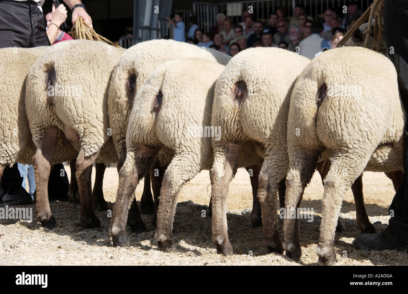 Fila di pecore fondo a mostra zootecnica a Parthenay, Francia Foto Stock