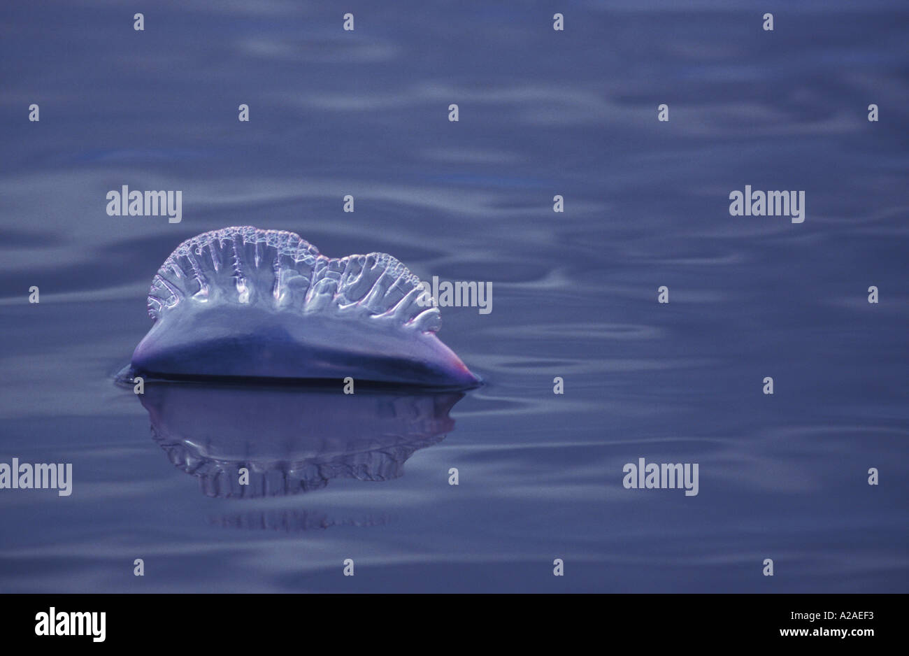 Il portoghese uomo di guerra medusa Physalia physalis Oceano Pacifico. Foto Copyright Brandon Cole Foto Stock