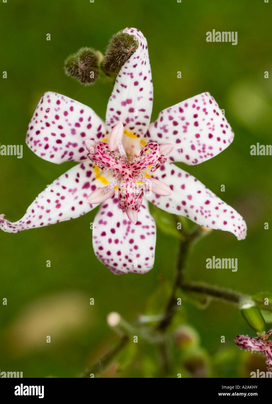 Stolonifera Tricyrtis, Toad Lily, che fiorisce in collezione autunno Foto Stock