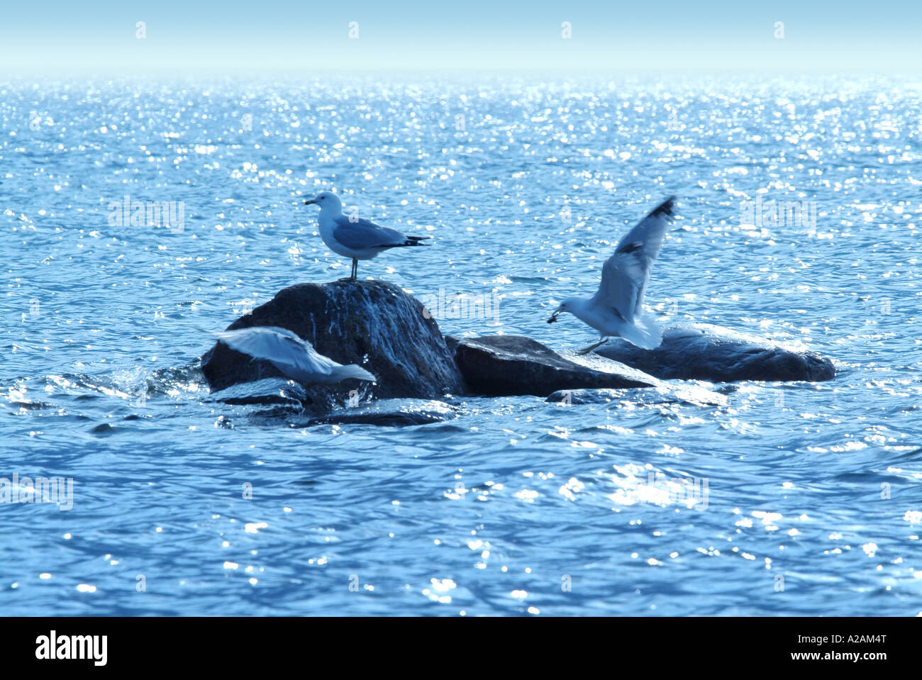 Gabbiani sul mare Foto Stock